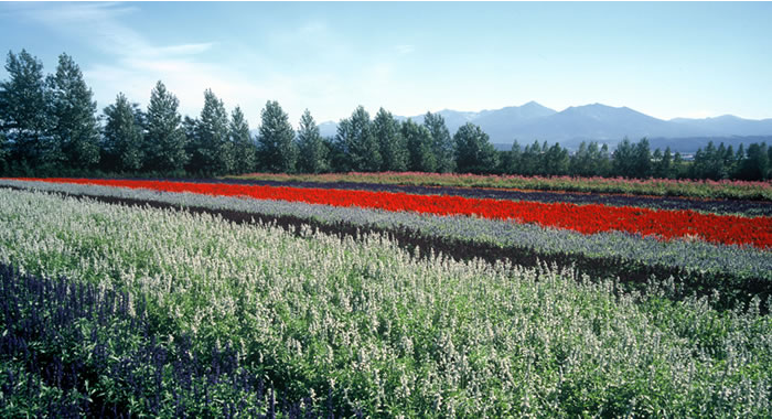 Autumn Field