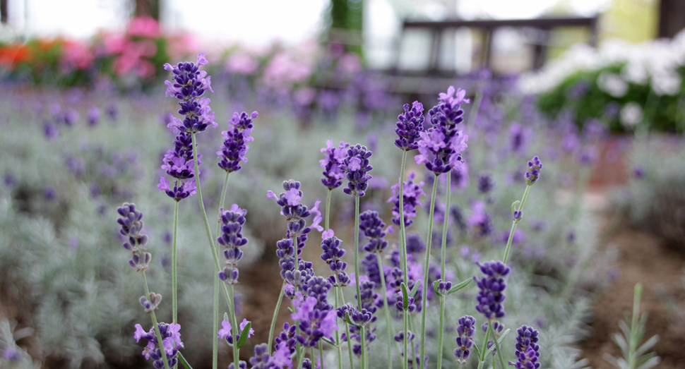 温室でラベンダーが開花中です