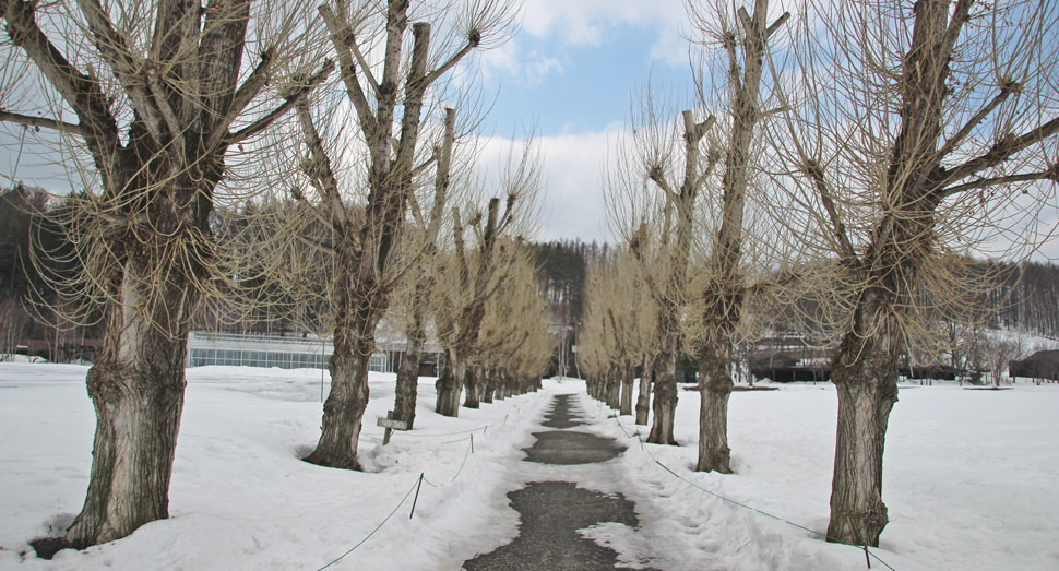 雪どけが進み地面が近くなってきました