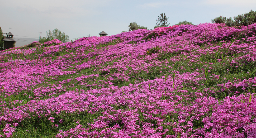 シバザクラの鮮やかなピンク色が園内を彩ります