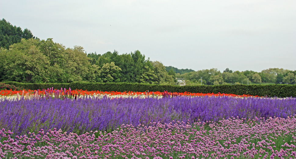 色々な種類の紫色が見られる春の彩りの畑