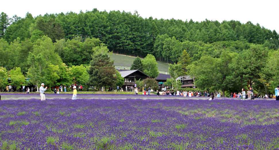 ラベンダーのグラデーションをお楽しみください