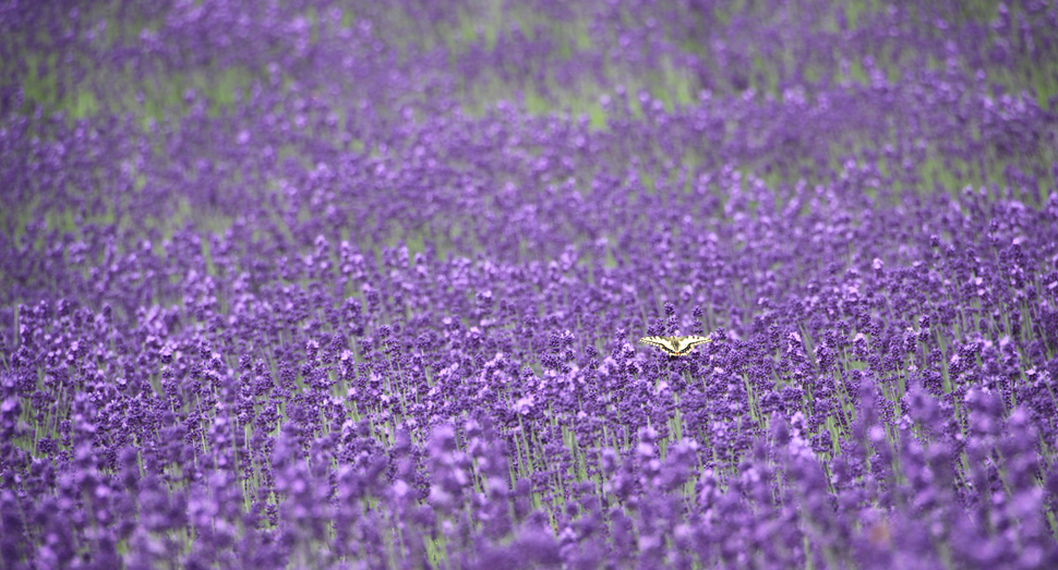 開花したラベンダーにチョウが寄ってきています