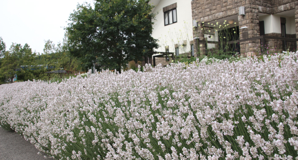 早咲きのラベンダーが開花し始めています ファーム日誌 花畑の紹介 北海道のラベンダー畑 ファーム富田 オフィシャルサイト