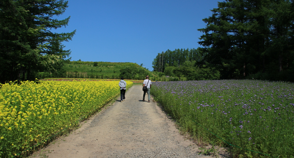 山の彩りの畑