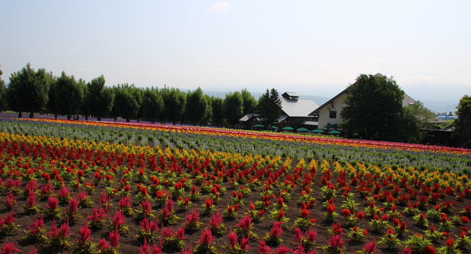 花人の畑