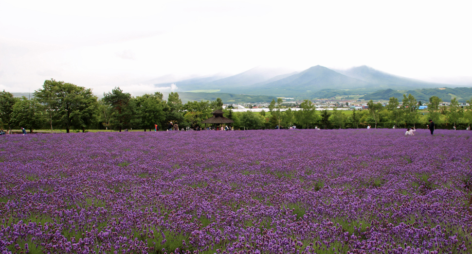 こちらも一面紫色の倖の畑