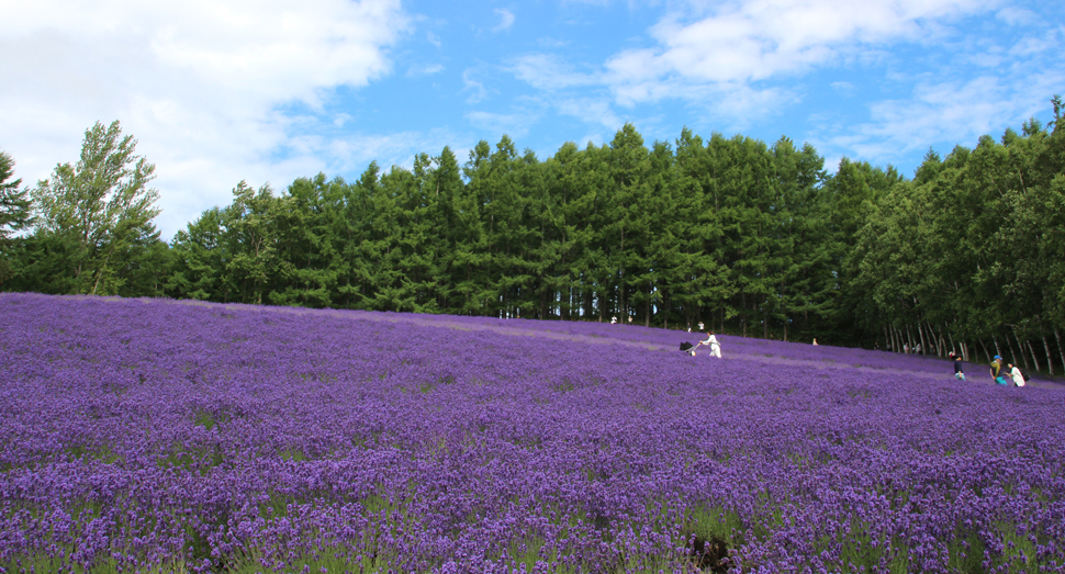 三連休2日目 ファーム日誌 花畑の紹介 北海道のラベンダー畑 ファーム富田 オフィシャルサイト