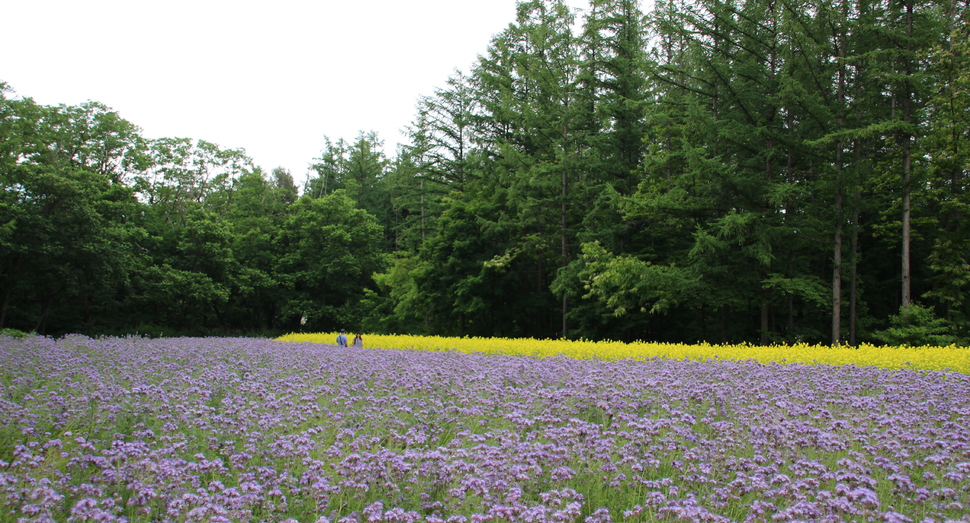 山の彩りの畑