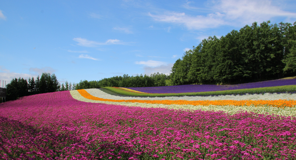 手前のピンク色のお花はコマチソウです