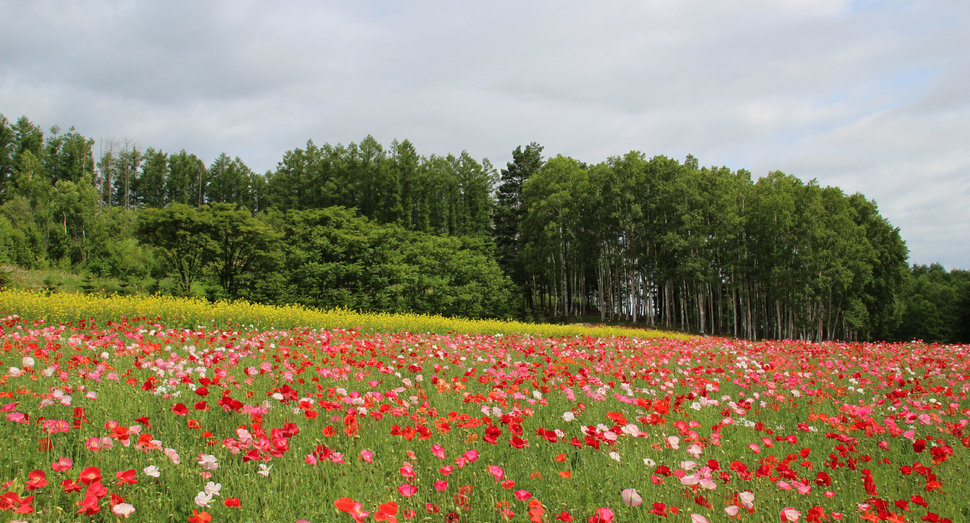 山の彩りの畑が見頃を迎えています ファーム日誌 花畑の紹介 北海道のラベンダー畑 ファーム富田 オフィシャルサイト