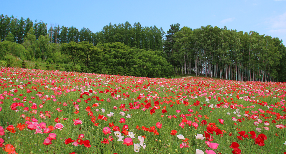 本日の山の彩りの畑 ファーム日誌 花畑の紹介 北海道のラベンダー畑 ファーム富田 オフィシャルサイト