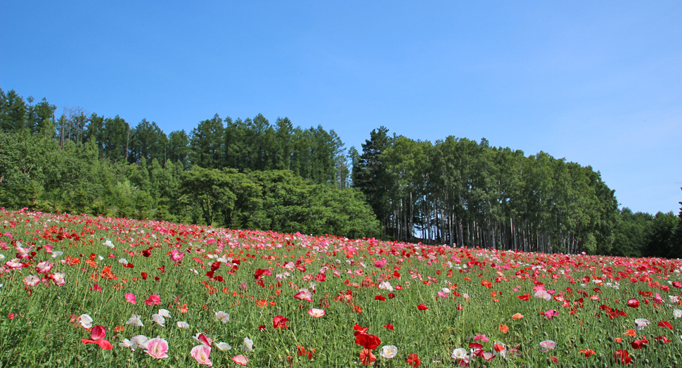 少しずつ色合いの異なるポピーが楽しめる山の彩りの畑