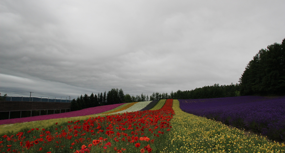 彩りの畑の花々