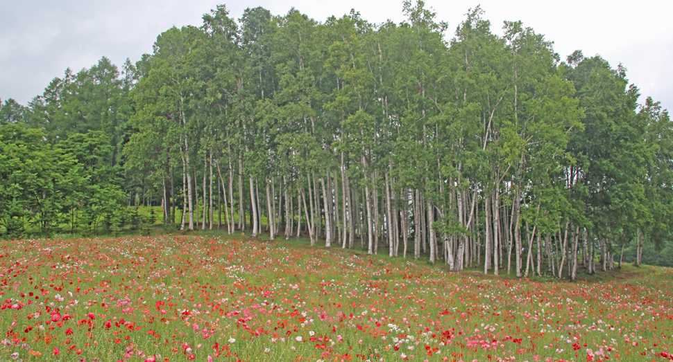 山の彩りの畑のポピーと白樺