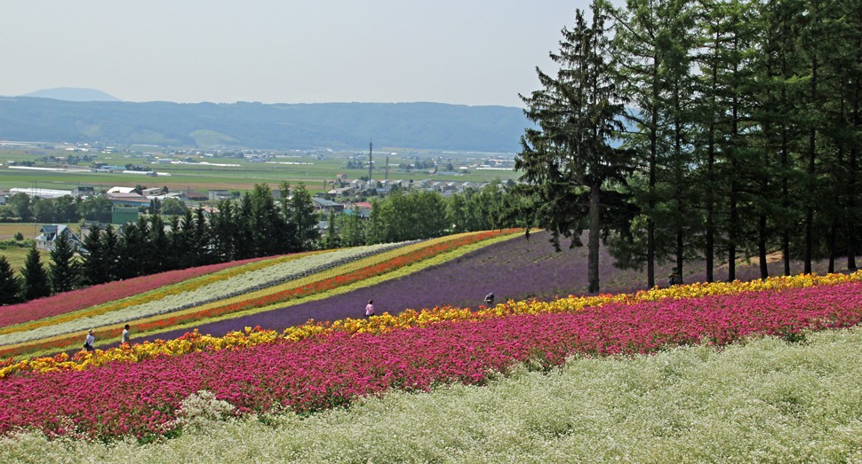 かすみ草と小町草越しに彩りの畑