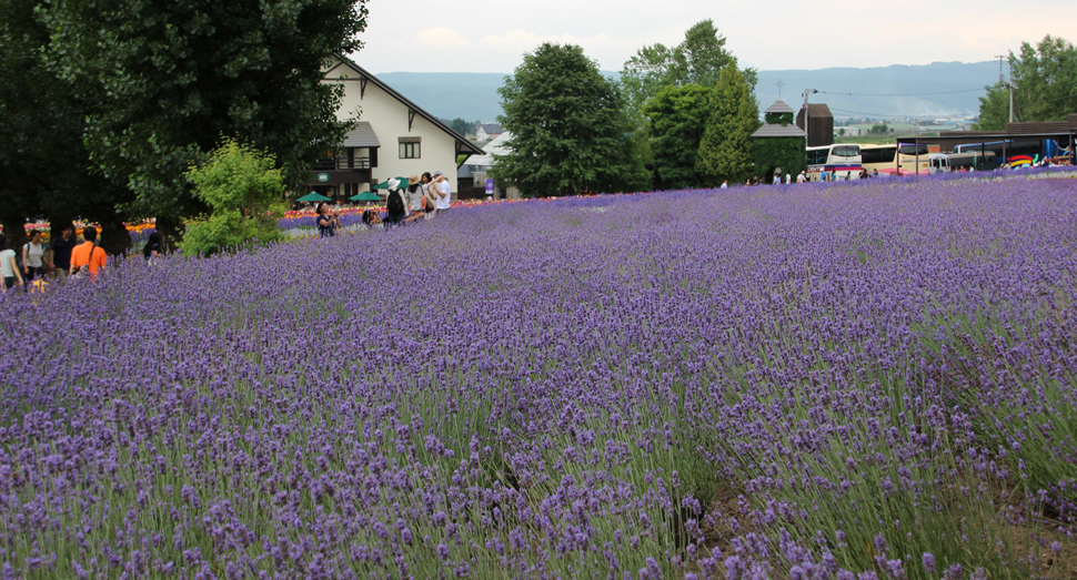 8月中旬頃までご覧いただけるラバンジン