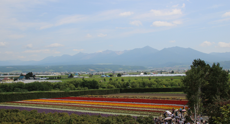 秋の彩りの畑と十勝岳連峰