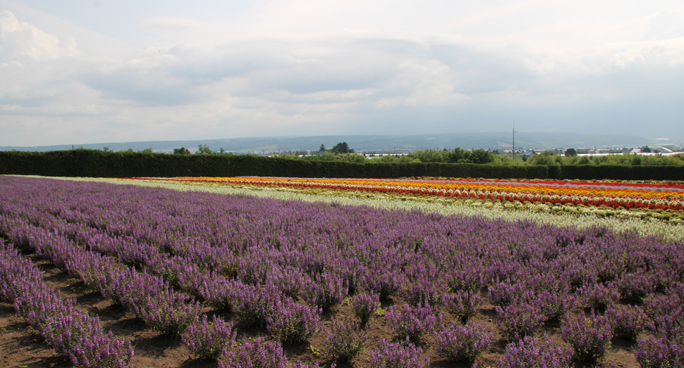 ラベンダーの刈り取りが始まっています ファーム日誌 花畑の紹介 北海道のラベンダー畑 ファーム富田 オフィシャルサイト