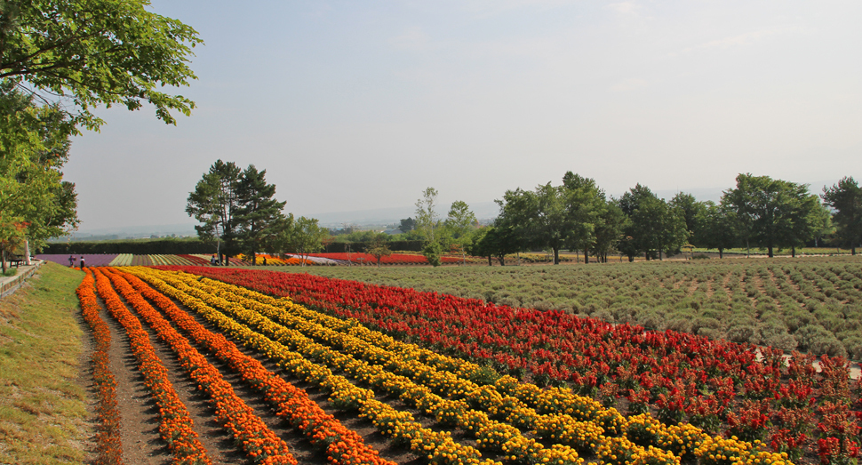 倖の畑から秋の彩りの畑へ続く風景