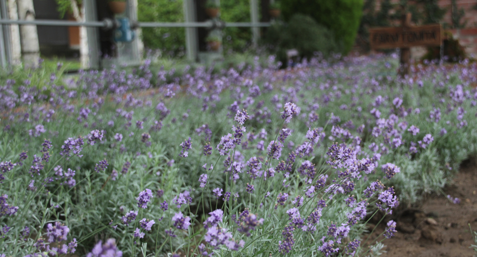 温室ではラベンダー濃紫早咲をお楽しみいただけます