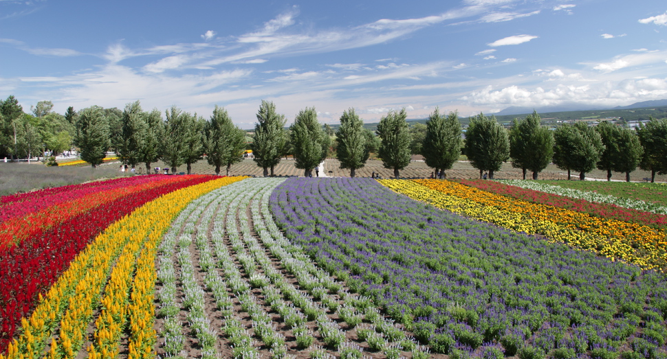 色とりどりの花人の畑