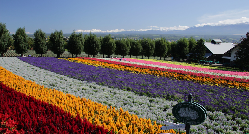 秋空の下の花人の畑