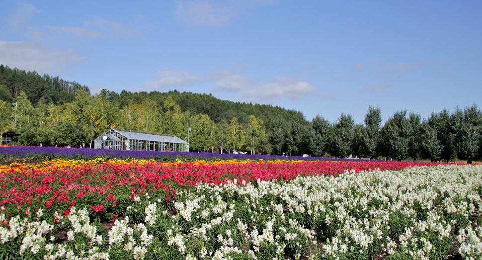 秋晴れの空に色とりどりの花が映えます