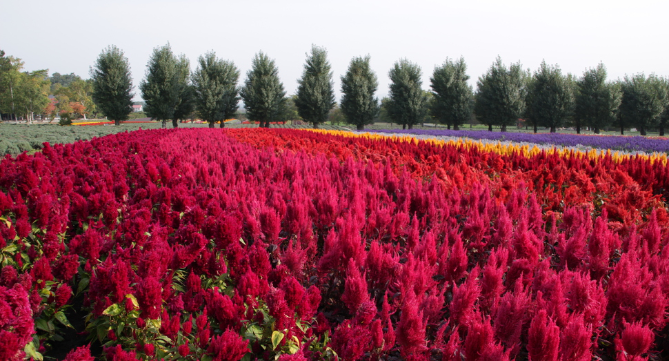 秋の花の見頃はこれからです ファーム日誌 花畑の紹介 北海道のラベンダー畑 ファーム富田 オフィシャルサイト