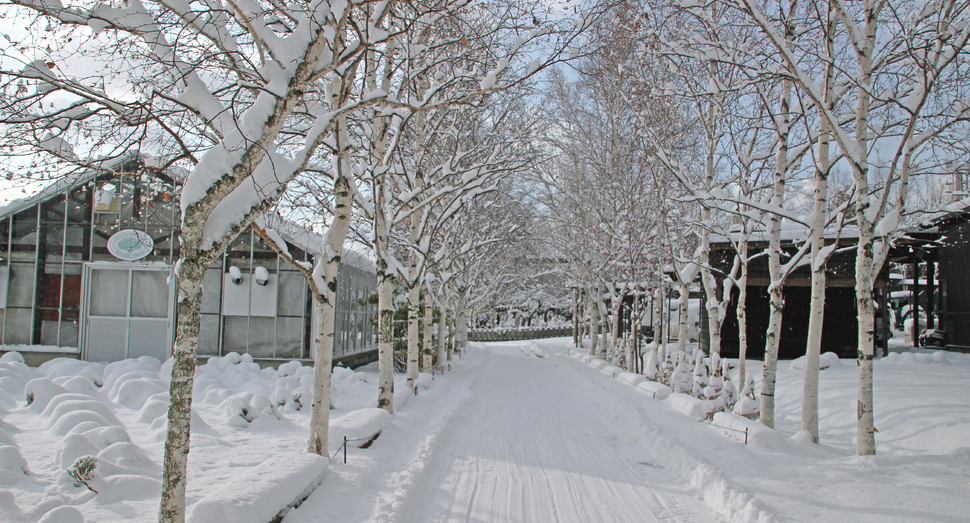 雪化粧の白樺並木