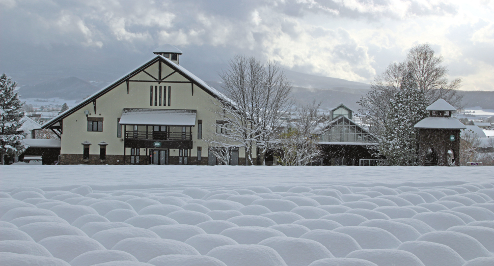 ラベンダーが雪に包まれてもこもことしています