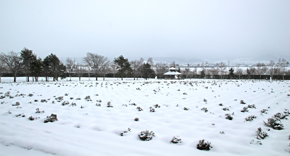 雪が解けて顔を出したラベンダーが寒そうです