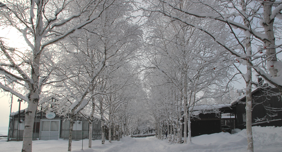 冷え込みのきびしい朝です ファーム日誌 花畑の紹介 北海道のラベンダー畑 ファーム富田 オフィシャルサイト