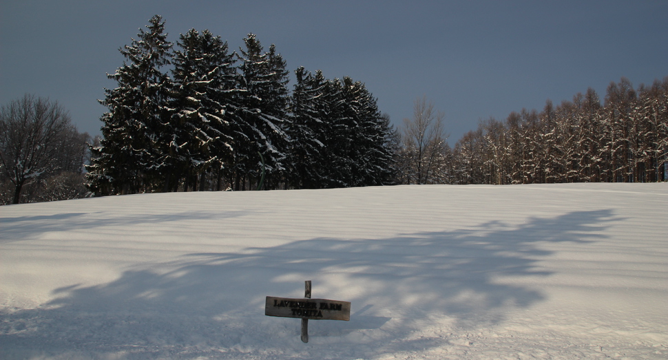 雪の中の「トラディショナルラベンダー畑」