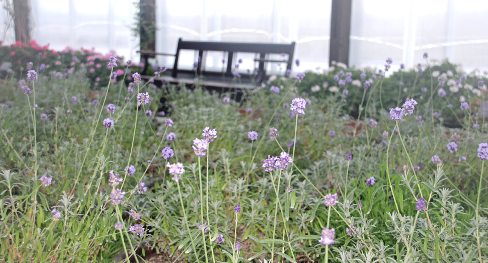 濃紫早咲の甘い香りに包まれる温室