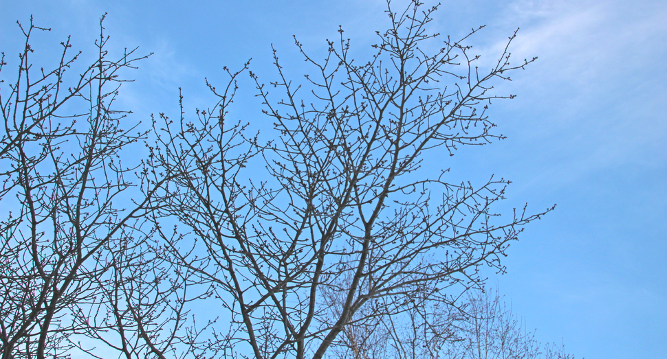 桜が咲くのが待ち遠しいです