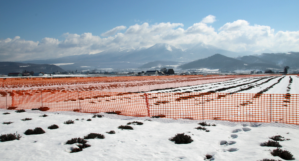 ラベンダーイーストでは雪どけがすすんでいます