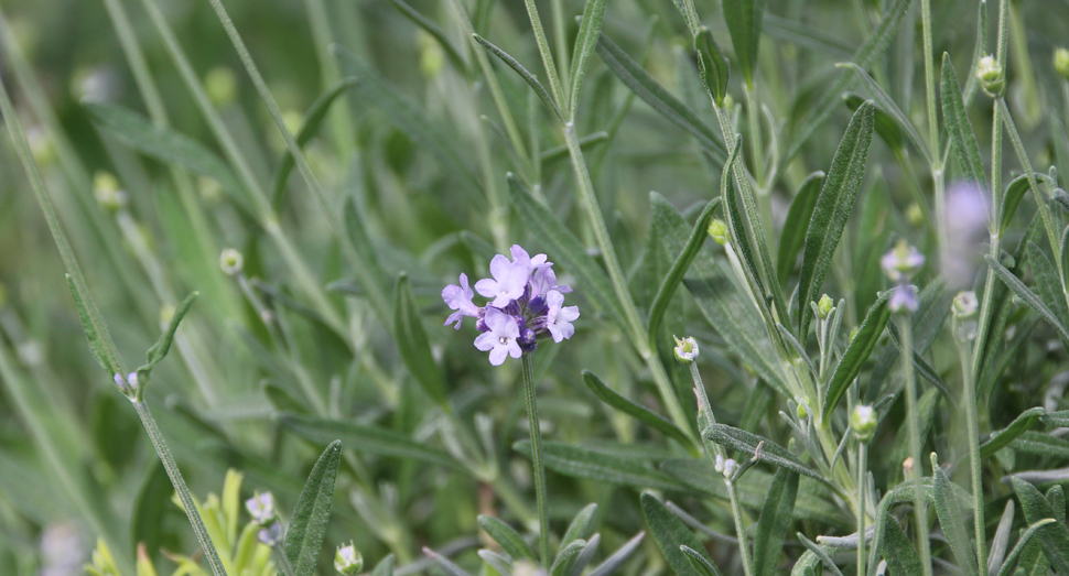 温室のラベンダーはほとんどがつぼみですが花開いているものを発見