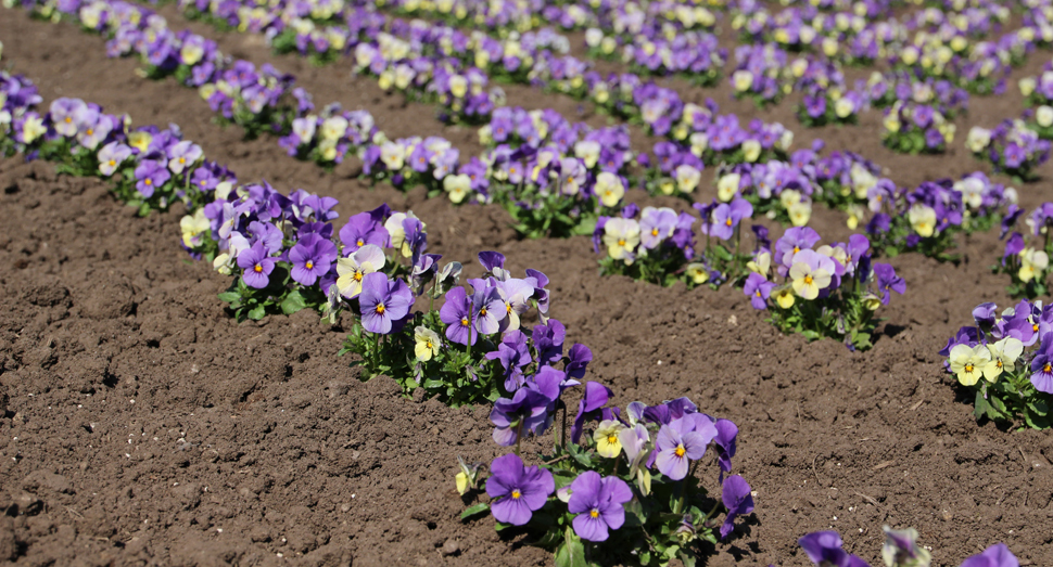 今日は良い天気です ファーム日誌 花畑の紹介 北海道のラベンダー畑 ファーム富田 オフィシャルサイト