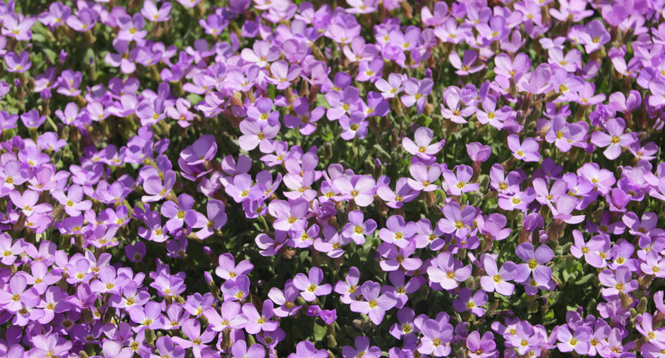 愛らしい花を咲かせるオーブリエチア（花人の舎前）