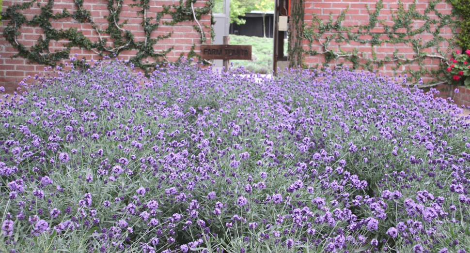 濃紫早咲の甘い香りが広がる温室