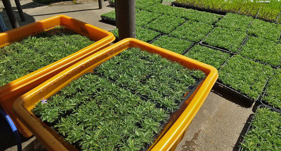 定植する前にはしっかり水分を与えます