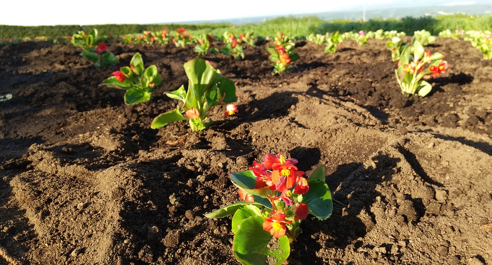 秋の彩りの畑の花々は秋まで楽しめます