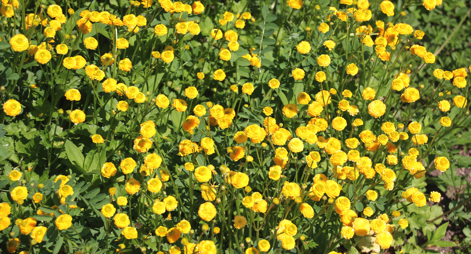 ラナンキュラスの蕾です。花開く準備中