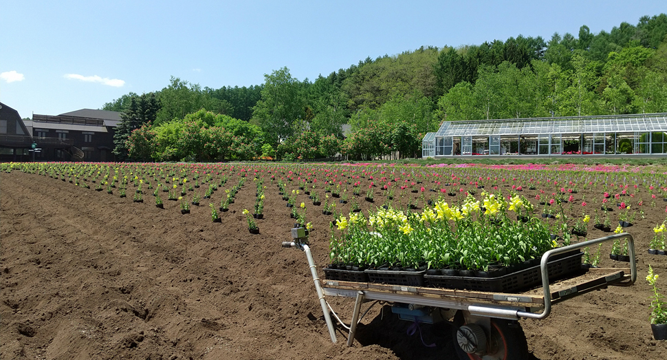 花人の畑に定植しています。