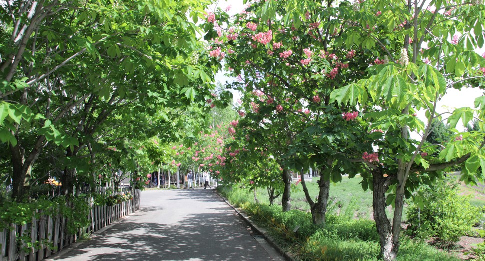 「ベニバナトチノキ」も花盛り