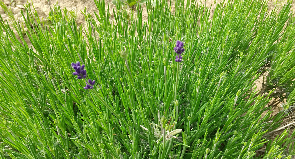 濃紫早咲の蕾が色付いてきました