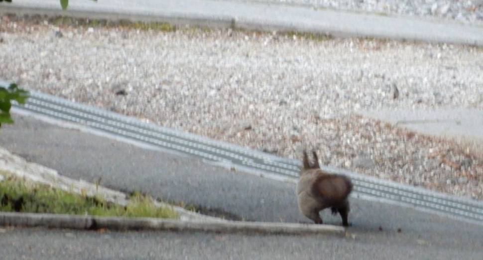 後ろ姿がたまりません