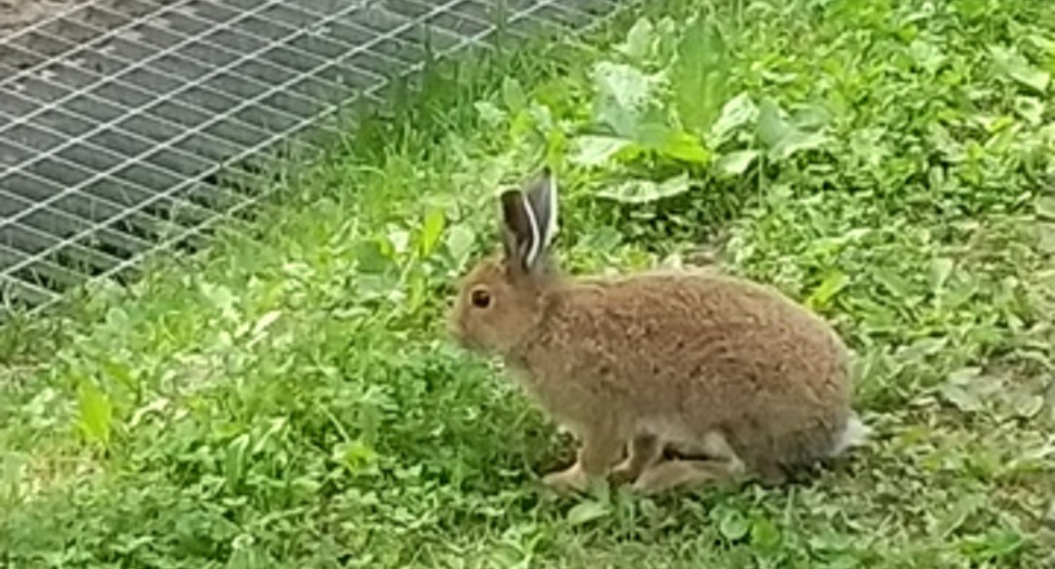 うさぎを発見!最近遊びに来てくれます