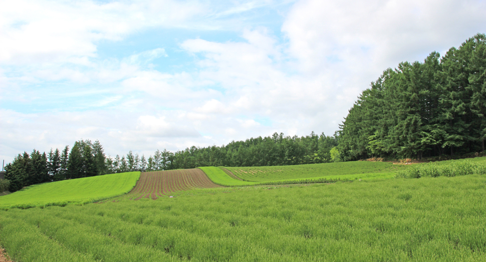 ビール大麦の緑が眩しい彩りの畑（写真手前はラベンダー）